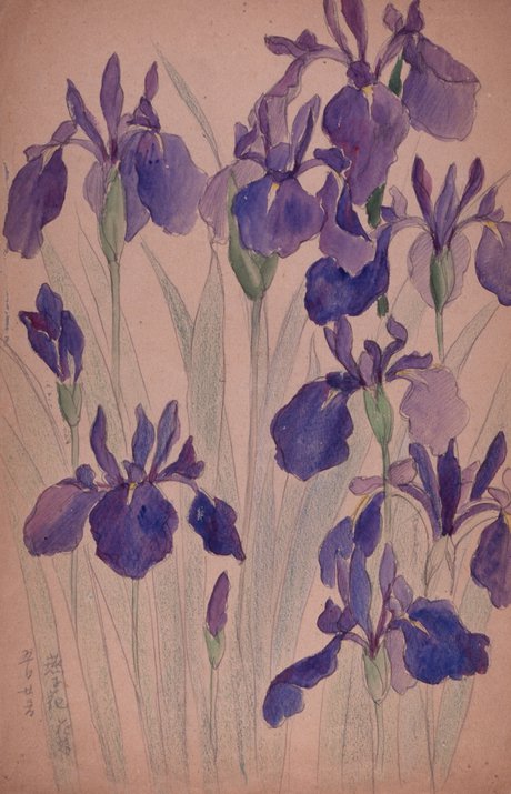 燕子花.jpg