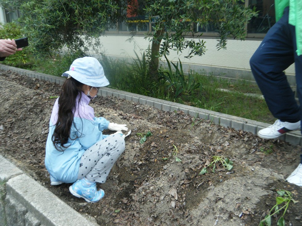 DSCF8032★(苗植え).JPG